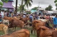 বামনায় প্রভাবশালীদের ছত্রছায়ায় অবৈধ গরুর হাট; মানছেনা স্বাস্থ্য বিধি