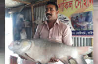 পদ্মায় ধরা পড়ল বড় আকারের পাঙ্গাস ও কাতল মাছ
