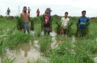 আমতলীতে আমনের চারার সঙ্গে শক্রতা