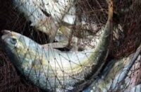 ১৪ অক্টোবর থেকে ২২ দিন ইলিশ ধরা নিষিদ্ধ