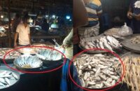 বরিশালের বাজারে জাটকা ইলিশে সয়লাব