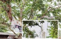 বরিশালে হুমকির মুখে শতবর্ষী বটবৃক্ষ!