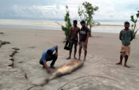 কুয়াকাটা সৈকতে আবারও ভেসে এলো মৃত ডলফিন