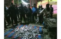 পটুয়াখালীতে ১২০ কেজি জাটকা গেলো এতিমখানা-মাদ্রাসায়