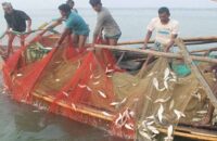 আজ মধ্যরাত থেকে দুই মাস মাছ ধরা নিষিদ্ধ বরিশালসহ ৫ অভয়াশ্রমে