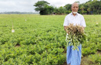 যে কারণে উপকূলীয় এলাকায় বাদামের ব্যাপক ফলন