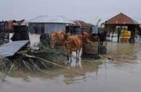 কুড়িগ্রামে বন্যার পানি কমলেও বেড়েছে পানিবাহিত রোগ