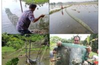 বরিশালে বিলের জলে গুপ্ত ঘাতক হুমকির মুখে জীব বৈচিত্র