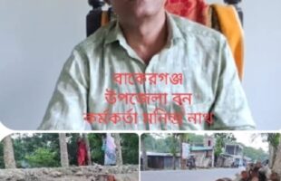 বাকেরগঞ্জে বন কর্মকর্তার যোগসাজশে সরকারি গাছ কর্তন