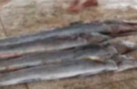 কলাপাড়ায় জেলের জালে ধরা পড়লো ৪টি পাখি মাছ
