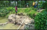 ভোলায় আম কুড়াতে গিয়ে পুকুরের পাড় ধসে গৃহবধূর মৃত্যু