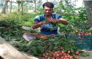 নাজিরপুরে জনপ্রিয় হয়ে উঠেছে লিচু চাষ