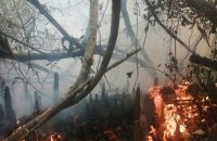 কাজ শুরু করতে পারেনি ফায়ার সার্ভিস, রাতভর জ্বলবে সুন্দরবন