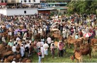 জমেছে পশু বেচাকেনা, চাহিদার শীর্ষে মাঝারি গরু