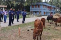 বরগুনায় পুলিশের অভিযানে ১৪ চোরাই গরু উদ্ধার