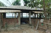 ওসির বাড়ি থেকে গরু নিয়ে গেল ডাকাত দল