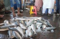 বরিশালে সাধারণ মানুষের নাগালের বাইরে রূপালি ইলিশ