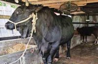 খালেদা জিয়াকে ৩৭ মণের ‘কালোমানিক’ উপহার দিতে চান পটুয়াখালীর সোহাগ