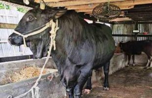 খালেদা জিয়াকে ৩৭ মণের ‘কালোমানিক’ উপহার দিতে চান পটুয়াখালীর সোহাগ