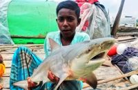 বরিশালের সুগন্ধা নদীতে জেলেদের জালে ধরা পড়লো হাঙর!