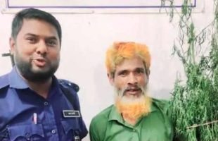 পটুয়াখালীতে পাট চাষের আড়ালে গাঁজা চাষ, মাদক কারবারি গ্রেফতার