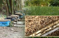 পিরোজপুরে তিলখেতে মধু চাষ, প্রথমবারেই সাফল্য