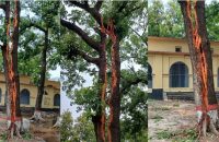 বজ্রপাতের আঘাতে দ্বিখণ্ডিত গাছ