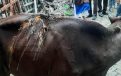 ঝালকাঠিতে খামারে প্রবেশ করায় গরুর সাথে এ কেমন অমানবিকতা!