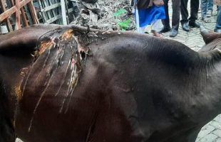 ঝালকাঠিতে খামারে প্রবেশ করায় গরুর সাথে এ কেমন অমানবিকতা!