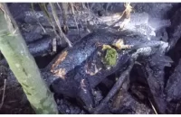 পটুয়াখালীতে দুর্বৃত্তের দেয়া আগুনে পুড়ে অঙ্গার গরু-ছাগলসহ অর্ধশত হাঁস-মুরগি