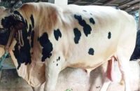 বরিশালে এবারের কোরবানির আকর্ষণ ৩৫ মণ ওজনের বিশাল আকৃতির গরু ফণী-২