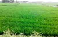 বরিশালে কমেছে পতিত জমি, বেড়েছে চাষাবাদ