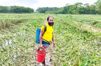নিম্নচাপের প্রভাবে কৃষির ক্ষতি চার কোটি টাকা