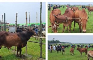 চরমোনাই হুজুর বাড়ির হাটে লাখ টাকার গরুতেও হাসিল মাত্র ১০০ টাকা!