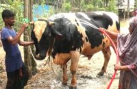 ভোলায় পশুর হাটে ক্রেতাদের নজর কেড়েছে ২২ মণের ‘রাজা বাবু’!