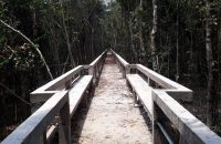 যে কারণে বন্ধ থাকবে সুন্দরবনের দ্বার