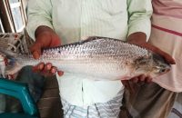 ভোলার মেঘনায় ধরা পড়ল ২ কেজির ইলিশ, সাড়ে ৬ হাজারে বিক্রি