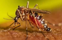 বরিশাল বিভাগে ২১-৩০ বছর বয়সীরা বেশি আক্রান্ত