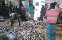 আশানুরূপ ইলিশ ধরা পড়ায় স্বস্তিতে কুয়াকাটার জেলেরা