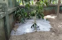বরিশালে ছয় সন্তানের জননীর মৃত্যুর পর দাফন হল প্রতিবেশীর বাড়িতে