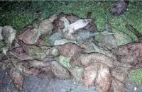 ঝালকাঠিতে বাবুই পাখি হত্যার ঘটনায় ২ মামলা