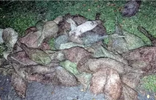 ঝালকাঠিতে বাবুই পাখি হত্যার ঘটনায় ২ মামলা