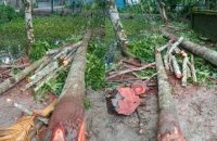 বানারীপাড়ায় গাছ ও বাঁশ কেটে বিধবা বৃদ্ধার সম্পত্তি জবর দখল চেষ্টার অভিযোগ