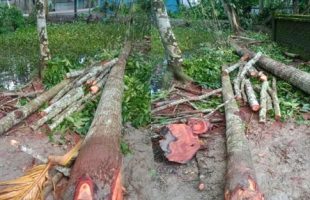 বানারীপাড়ায় গাছ ও বাঁশ কেটে বিধবা বৃদ্ধার সম্পত্তি জবর দখল চেষ্টার অভিযোগ