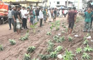বরিশালে রাস্তায় আনারস রোপণ করে ব্যবসায়ীদের ব্যতিক্রমী প্রতিবাদ