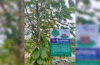 বরগুনায় ‘ট্রি হসপিটাল’: ভাগ্যবিড়ম্বিত গাছদের জন্য নিবাস
