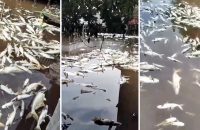 বিষক্রিয়ায় মরে ভেসে উঠল পুকুর ভর্তি মাছ