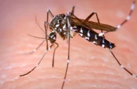 দেশে ডেঙ্গু আক্রান্ত হয়ে হাসপাতাল ভর্তি ২৯৪ রোগী, বরিশালেই ১২৬ জন