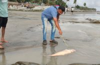 কুয়াকাটা সৈকতে আবারও ভেসে এসেছে মৃত ডলফিন