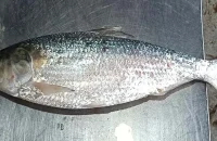 কুয়াকাটায় ধরা পড়লো বড় ইলিশ, ৫৮৭৫ টাকায় বিক্রি